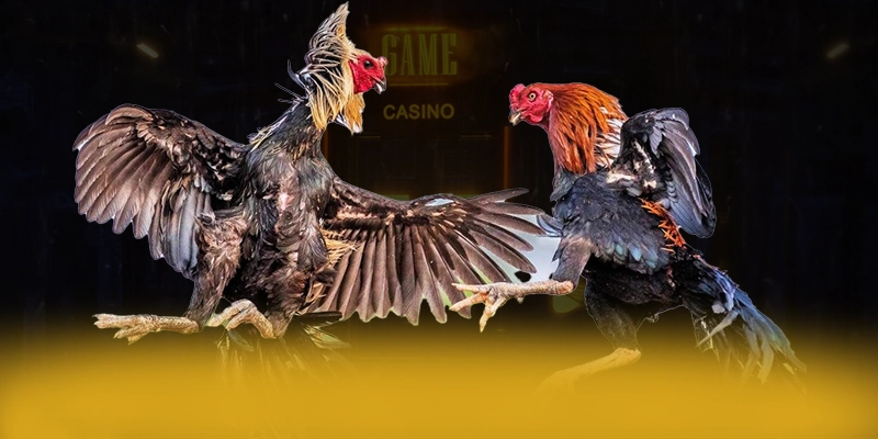 
Giới thiệu VWIN - Cổng trò chơi hàng đầu Việt Nam được cộng đồng đánh giá cao
