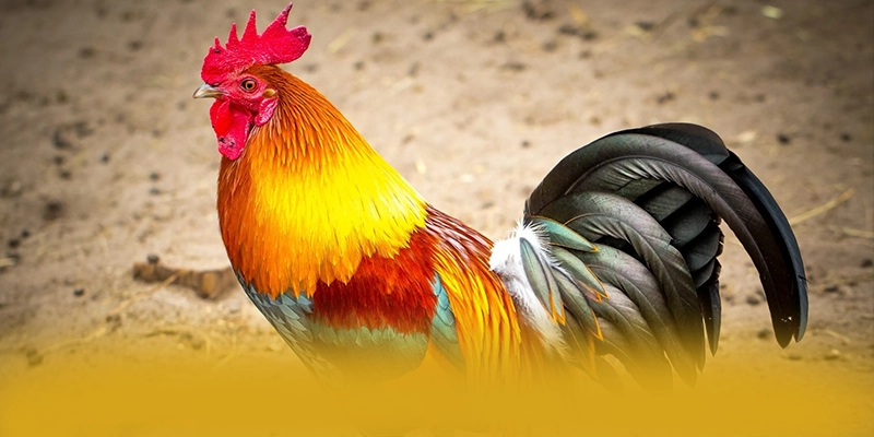 CONGA6789 - Kết luận & gợi ý trải nghiệm dưới góc nhìn chuyên môn. CONGA6789 - Kết luận & gợi ý trải nghiệm dưới góc nhìn chuyên môn.