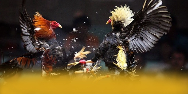 GEM88 - Sảnh game với chương trình tri ân lớn hiện nay – Cập nhật event và quà tặng tại GEM88