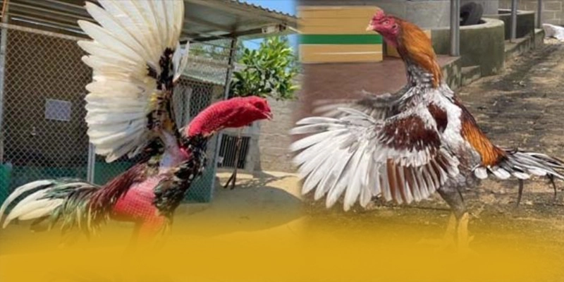 FAFA191 - Tổng quan đánh giá một cách tổng quan. FAFA191 - Tổng quan đánh giá một cách tổng quan.