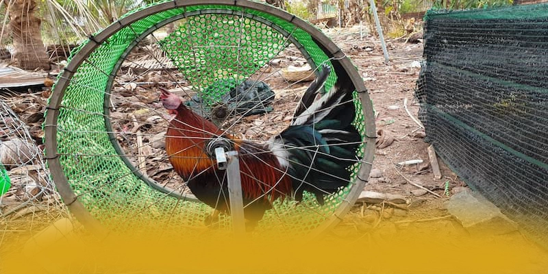 ĐÁ GÀ TRỰC TIẾP - Khẳng định vị thế một cách chi tiết.