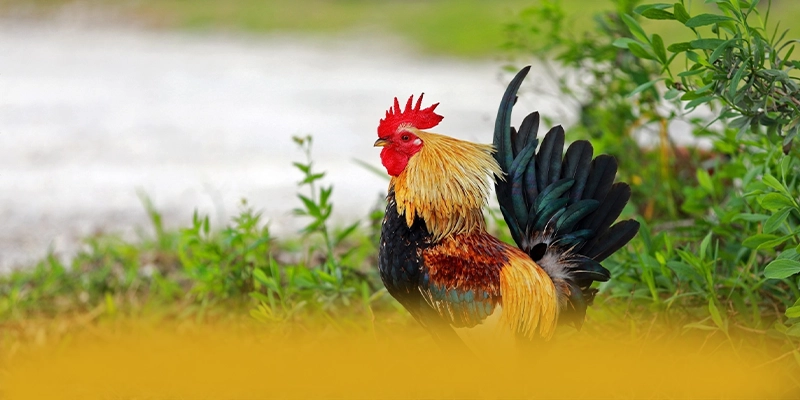 RR99 - Cổng giải trí với chính sách bảo mật hàng đầu hiện nay – Khám phá hệ thống bảo mật tại RR99